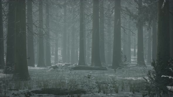 Winter Snow-covered Forest on a Cloudy Day