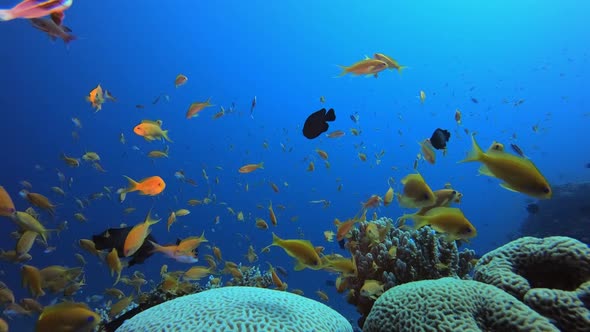 Tropical Underwater Fish Corals Reef