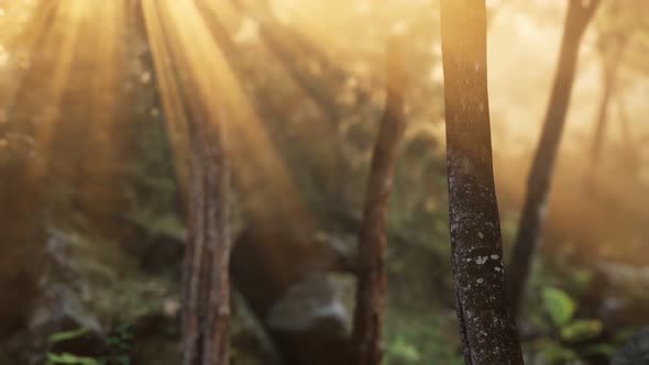 Rays of Bursting Sunlight in a Misty Forest