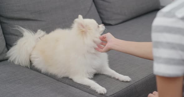 Woman train on her dog at home