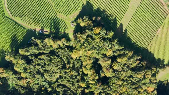 Aerial  Top View of Vineyards Durring Sunny Day in Late Summer.