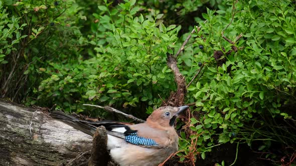 Eurasian Jay Colorful Bird Eating Sitting on a Tree and Looking Around
