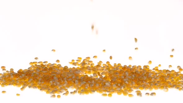 Maize Grains Falling Out. Close Up. White. Slow Motion