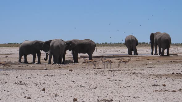 Herd of elephants and sprinbok at a dry savanna 