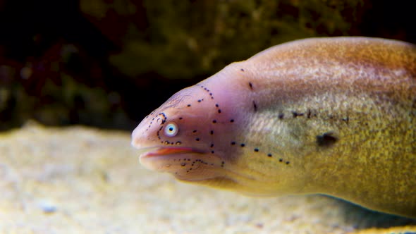Profile shot underwater of distinctive Geometric Moray eel (Grey Moray)