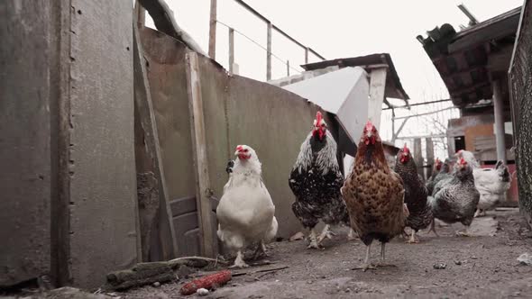 Closeup Chickens Run After the Camera in Slow Motion