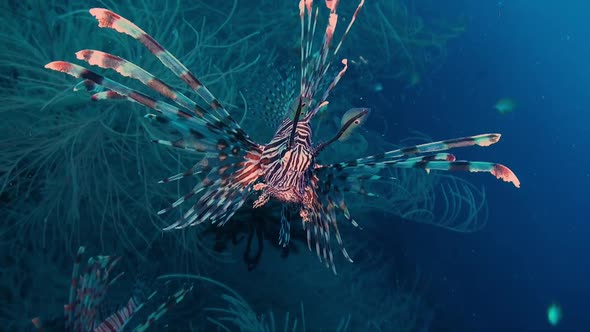 Common Lionfish (pterois volitans) front and profile view with blue ocean as backdrop