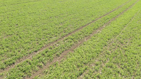 Spring crop of young green beans 4K drone video