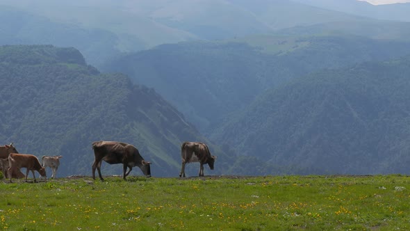 Cows Together Grazing in a Field