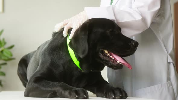 Veterinarian Conducting Examination of Black Labrador in Green Collar