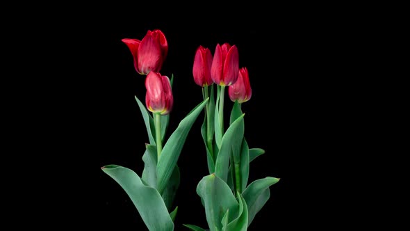 Growth Flowering and Wilting of a Bouquet of Tulips on a Black Background Time Lapse