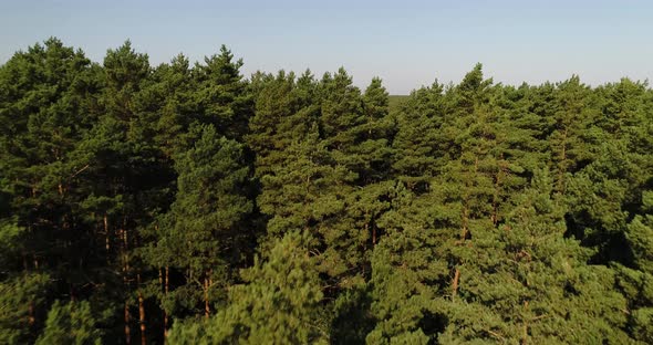 Aerial view of evergreen natural unpolluted pine tree woodland forest in Poland countryside, Kashubi