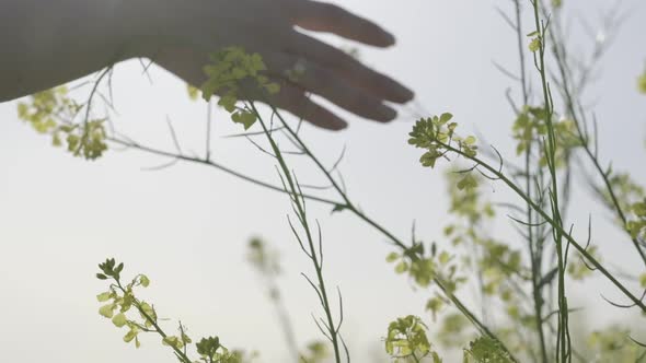 Woman's hand touches meadow flowers close-up