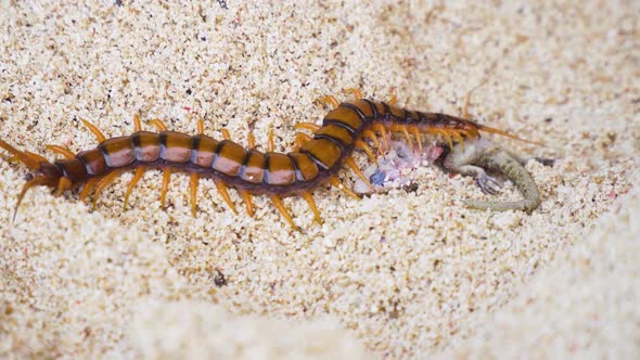 Centipede Scolopendra Eats Gecko on the Sand