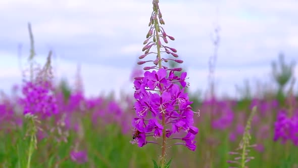 Bee Collects Nectar From Beautiful Color Flowers