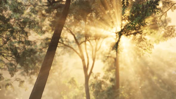 Rays of Bursting Sunlight in a Misty Forest