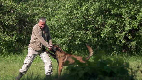 Dog Is Biting a Training Stick.