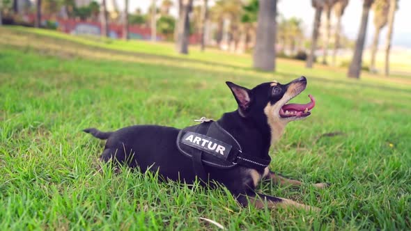 Small Dog Named Artur with Owner Relaxing on the Grass