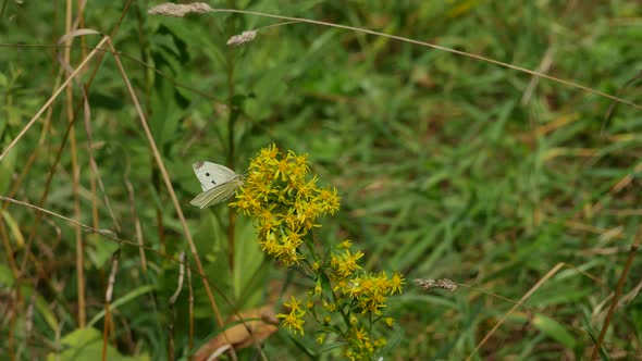 Butterfly Cabbage On A Yellow Flow.