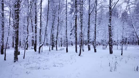 Winter walk in the park Mazurino