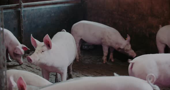 Pigs at Livestock Farm Pork Production Piglet Breeding