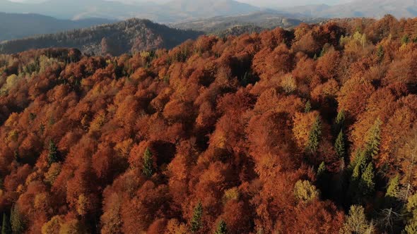 Aerial view of beautiful autumn forest 4k