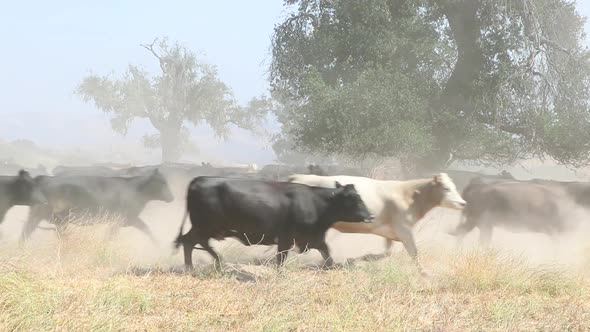 Black Angus cattle rush by the camera moving in a cinematic way