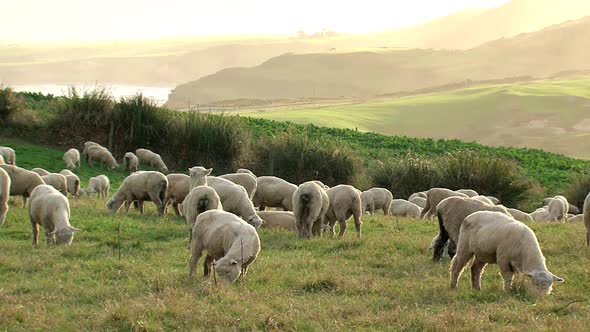 Sheeps around Slope Point and Catlins Conservation Park