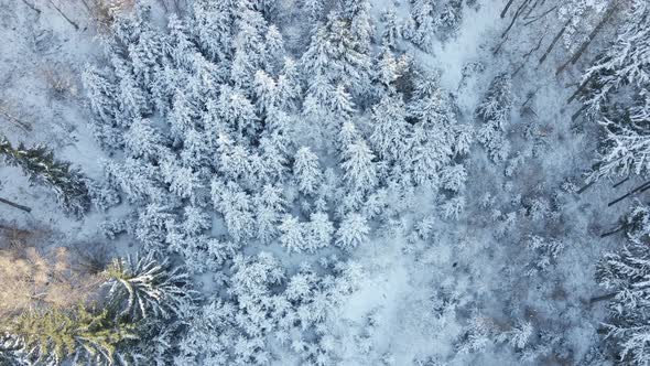 Beautiful Winter Forest with Snowy Trees Aerial View