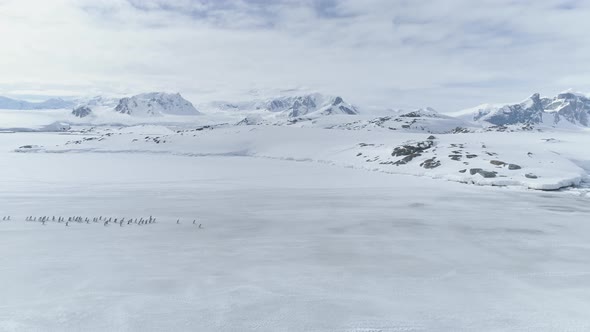 Gentoo Penguin Colony Migrate Coast Aerial View