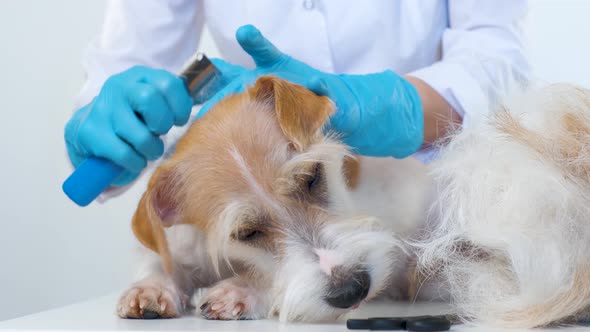 The girl pinches the dead hair on the dog