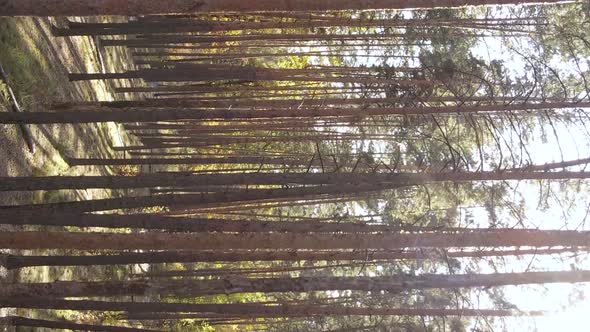 Vertical Video of Forest Landscape in Autumn Slow Motion