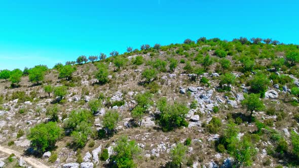 Olive Tree grove aerial view in Portugal