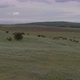 A Small Herd of Horses on a Cloudy Day Framed with a Drone - VideoHive Item for Sale
