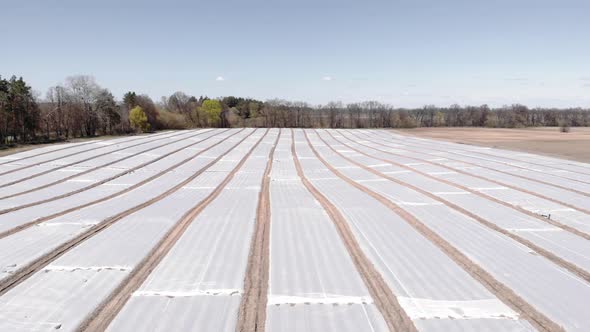 Farmland with fields covered by plastic mulch. Seeds beds in mulch foil. Agriculture.