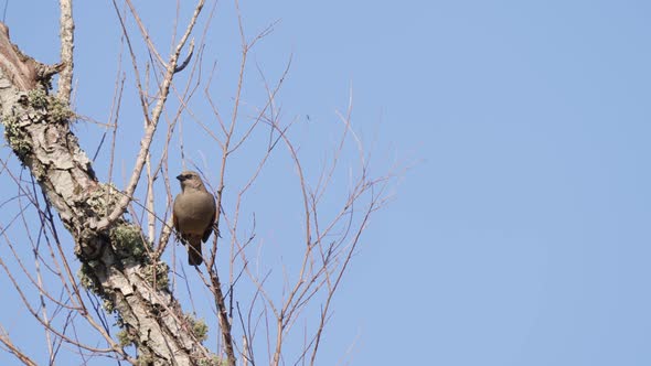 Solo grayish baywing, agelaioides badius, perched on bare tree branch against clear blue sky backgro