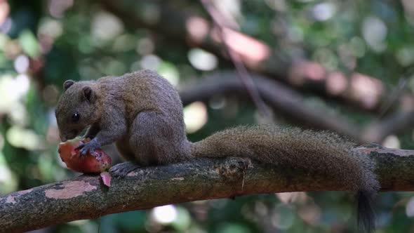 Seen eating a fruit facing to the left then goes away, Grey-bellied Squirrel Callosciurus caniceps,