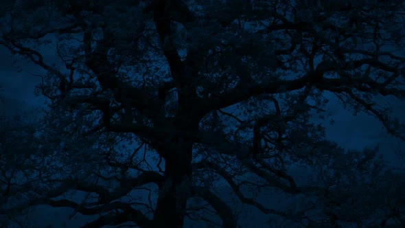 Big Tree Sways On Stormy Evening