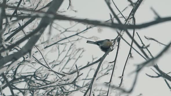 Titmouse Sits on Twig Covered with Snow in Wood Slow Motion