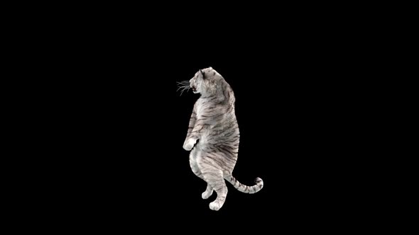 White Tiger Dancing HD