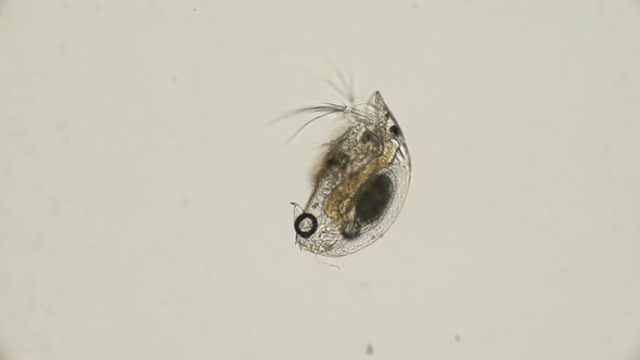 Arthropod, Crustacea Graptoleberis Testinaria