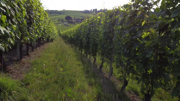Vineyards cultivation in Barolo, Langhe