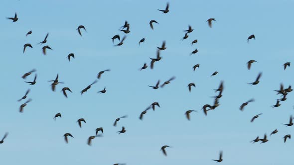 Flock Of Birds Flying In The Background Of The Sky