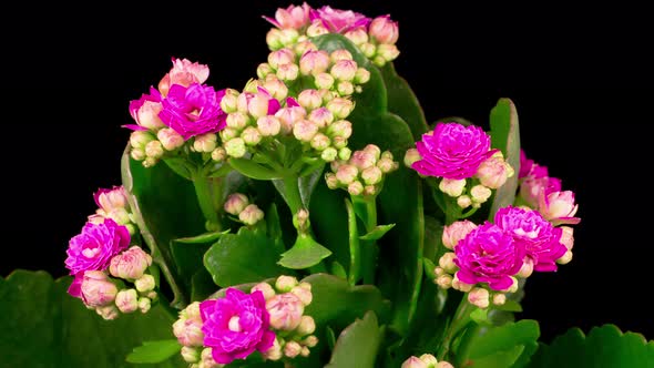 Time Lapse of Opening Pink Kalanchoe Flower