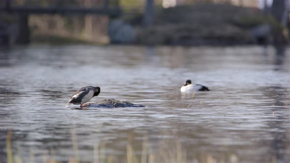 Common goldeneye ducks in a river, one on a rock, Sweden, static wide shot