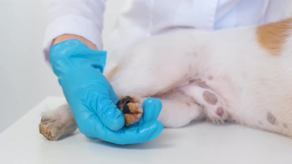 The Girl Spreads Ointment on the Pads of the Dog's Paws