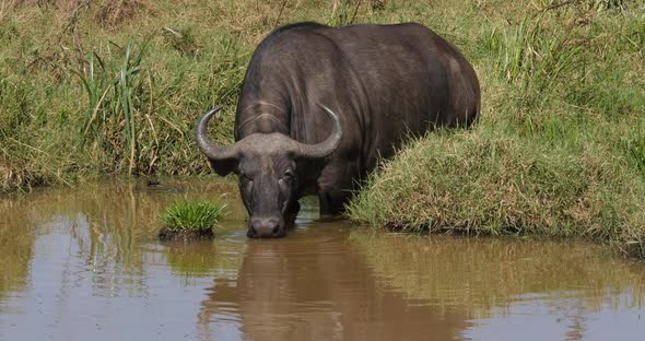 African Buffalo, syncerus caffer, Adult at Waterhole, Drinking Water, Nairobi Park in Kenya