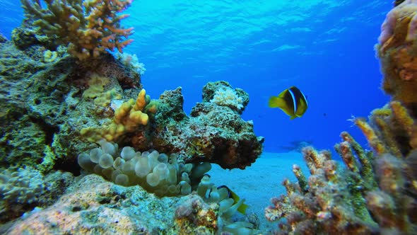 Reef Coral Scene Clownfish