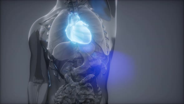 Human Heart Radiology Exam alt