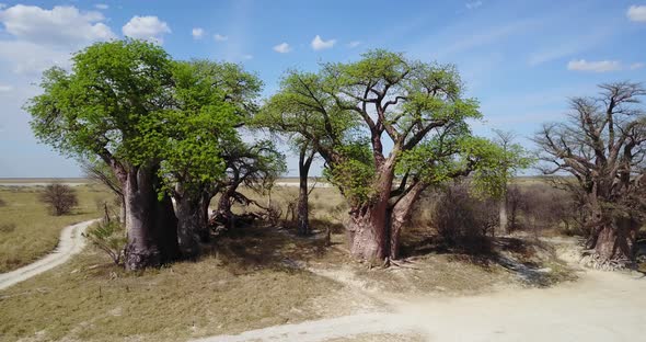 4 K Baines Baobabs